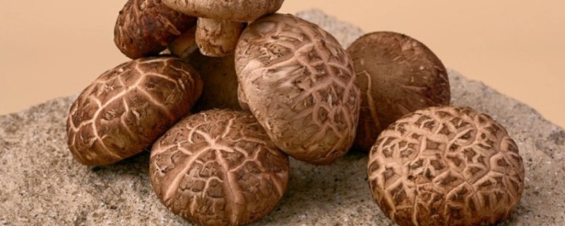 蘑菇的保存期，常温环境下只能保存2-3天左右