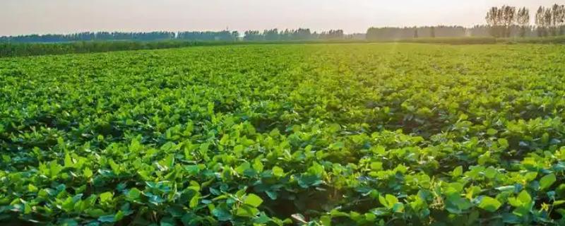 大豆早衰的表现，早期发生田块呈片状分布