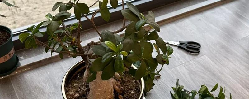 怎么修剪人参榕，春秋季节要进行修剪处理