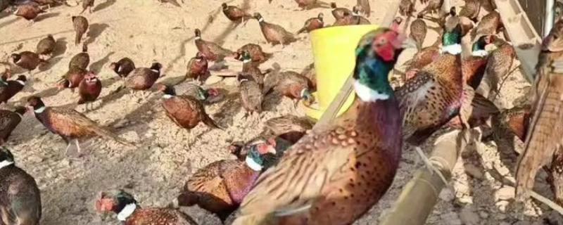 七彩山鸡养殖要办哪些证件，需要野生动物驯养繁殖许可证