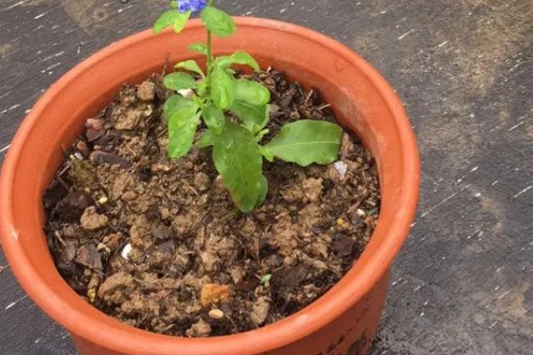 碧冬茄怎么扦插，对土壤消毒后再插入枝条