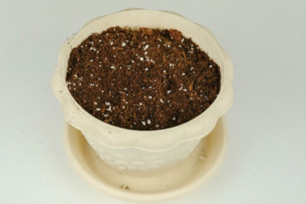 碧冬茄怎么扦插，对土壤消毒后再插入枝条