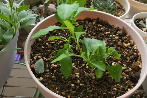 碧冬茄怎么扦插，对土壤消毒后再插入枝条