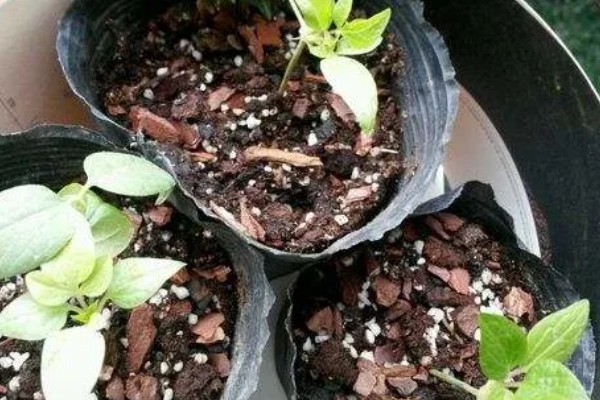 碧冬茄怎么扦插，对土壤消毒后再插入枝条