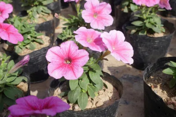 碧冬茄怎么扦插，对土壤消毒后再插入枝条