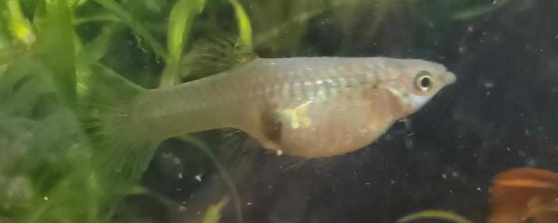 孔雀鱼屁股黑了的原因及解决方法，可能是怀孕或受惊所致