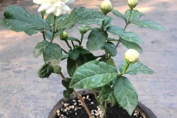 水晶茉莉冬季怎么养护,每隔15天左右浇一次水