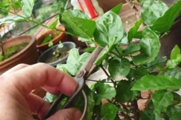 水晶茉莉冬季怎么养护,每隔15天左右浇一次水