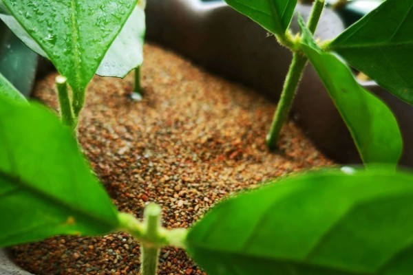水晶茉莉冬季怎么养护,每隔15天左右浇一次水