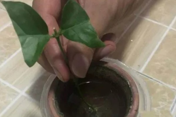 水晶茉莉冬季怎么养护,每隔15天左右浇一次水