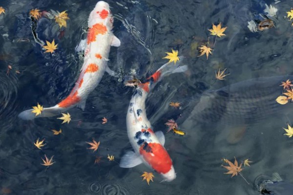 锦鲤一年可以长几厘米，一龄锦鲤能长15-20厘米左右