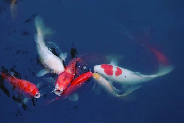 锦鲤一年可以长几厘米，一龄锦鲤能长15-20厘米左右