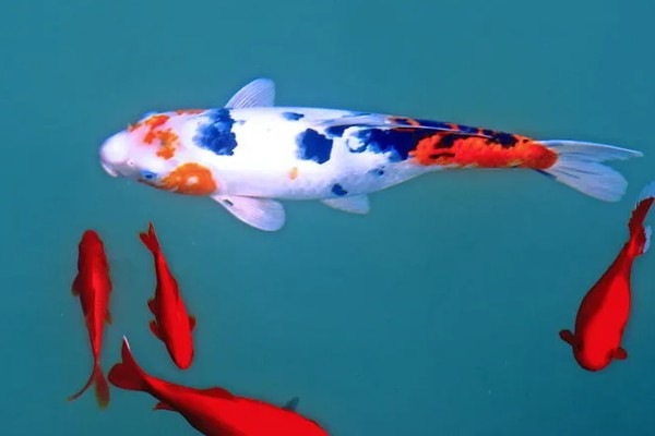 锦鲤一年可以长几厘米，一龄锦鲤能长15-20厘米左右