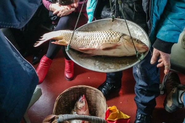 卖鱼的利润，一年可获利10-20万元左右