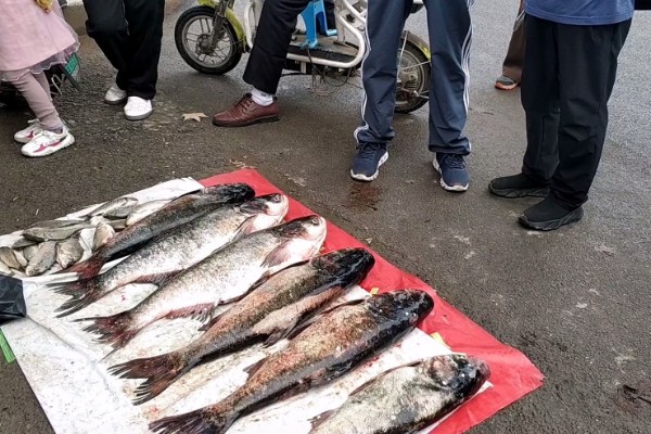 卖鱼的利润，一年可获利10-20万元左右