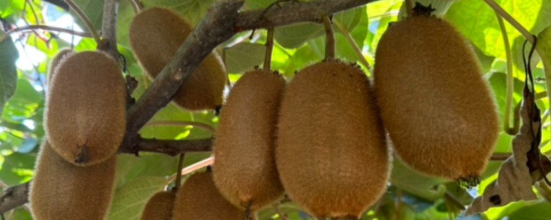 猕猴桃叶子发黄怎么办，缺铁可以喷施硫酸亚铁溶液