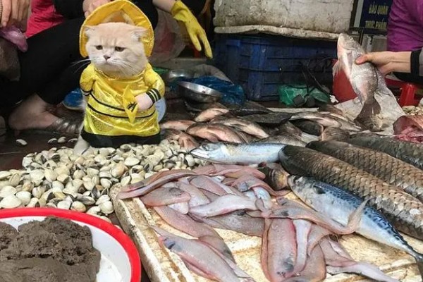 卖鱼的利润，一年可获利10-20万元左右