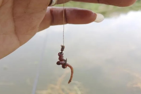 钓麦穗鱼适合用什么钩，袖钩、秋田狐钩、溪流钩等类型均可选择