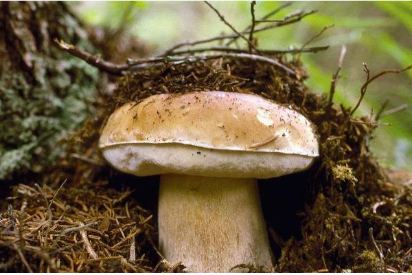 牛肝菌的生长地点，集中在高海拔的针叶林与混交带