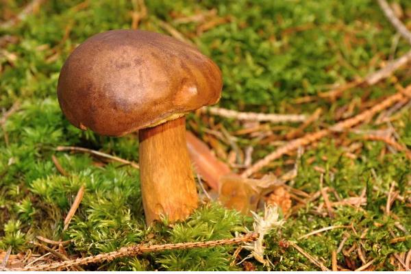 牛肝菌的生长地点，集中在高海拔的针叶林与混交带