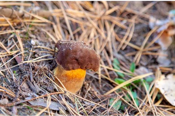 牛肝菌的生长地点，集中在高海拔的针叶林与混交带