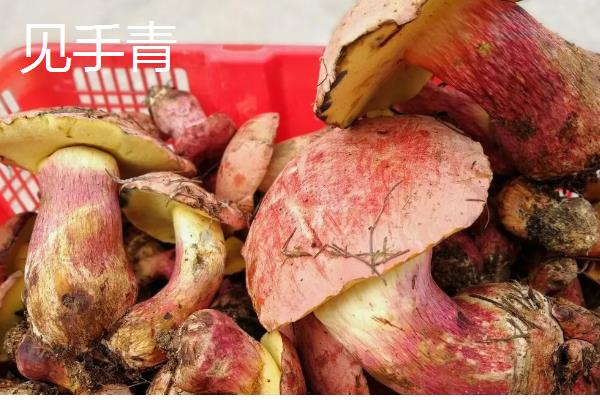 牛肝菌的生长地点，集中在高海拔的针叶林与混交带