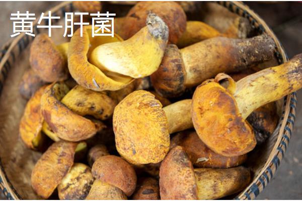 牛肝菌的生长地点，集中在高海拔的针叶林与混交带