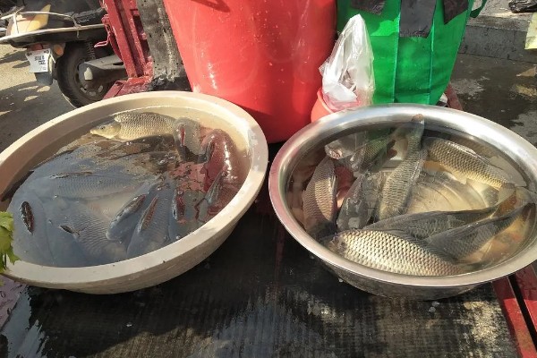 卖鱼的利润，一年可获利10-20万元左右