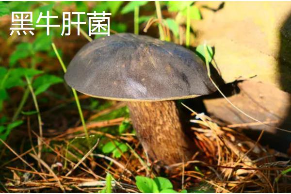 牛肝菌的生长地点，集中在高海拔的针叶林与混交带