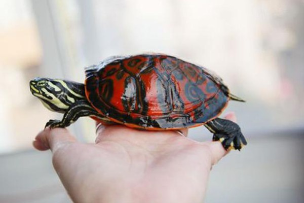 火焰龟的生长速度，一年可以长10厘米左右