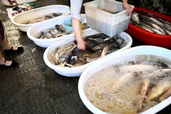 卖鱼的利润，一年可获利10-20万元左右