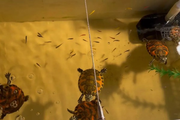 火焰龟的生长速度，一年可以长10厘米左右