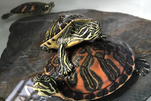 火焰龟的生长速度，一年可以长10厘米左右