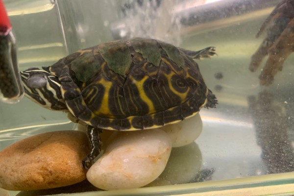 火焰龟的生长速度，一年可以长10厘米左右