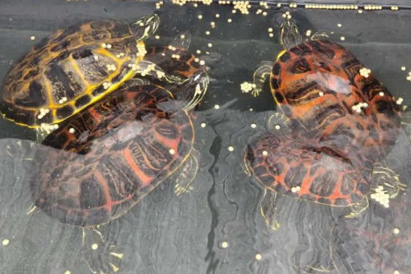 火焰龟的生长速度，一年可以长10厘米左右