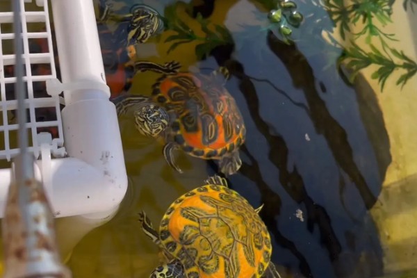 火焰龟的生长速度，一年可以长10厘米左右