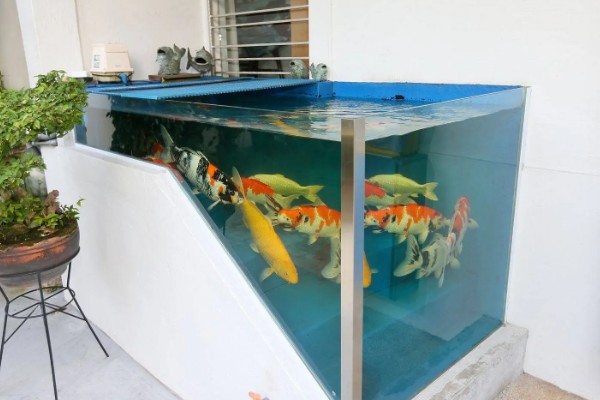 锦鲤一年可以长几厘米，一龄锦鲤能长15-20厘米左右