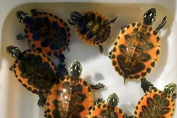 火焰龟的生长速度，一年可以长10厘米左右