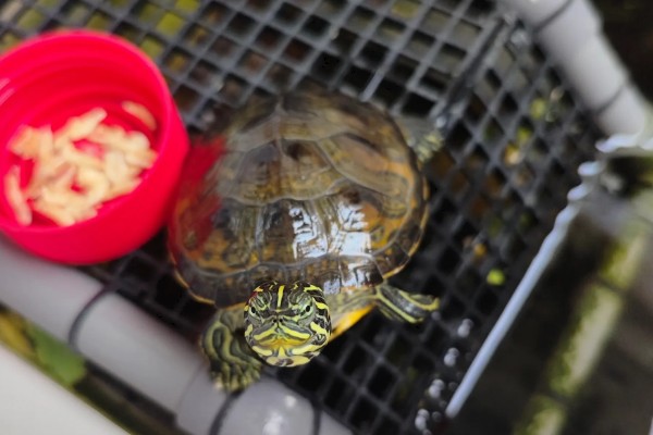 火焰龟的生长速度，一年可以长10厘米左右
