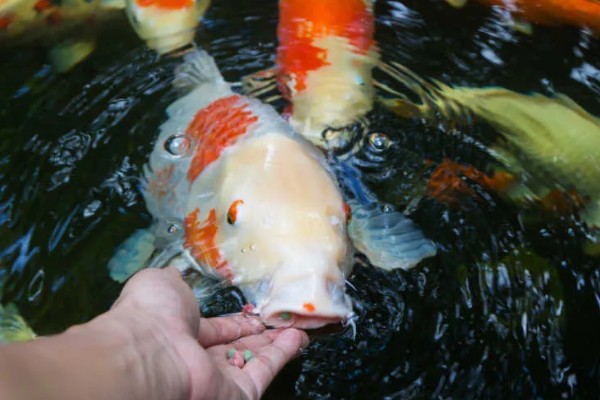 锦鲤一年可以长几厘米，一龄锦鲤能长15-20厘米左右