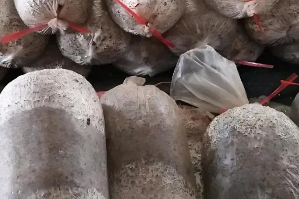 凤尾菇的栽培技术，菌种的菌龄最好在20-25天