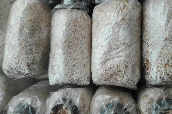 凤尾菇的栽培技术，菌种的菌龄最好在20-25天