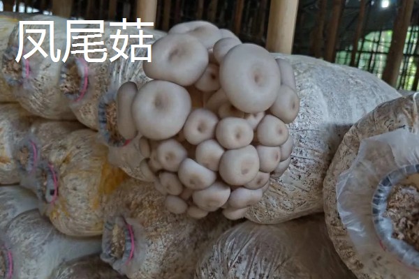 凤尾菇的栽培技术，菌种的菌龄最好在20-25天