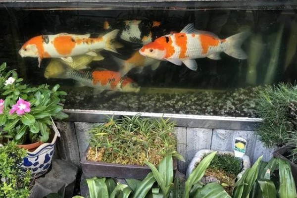 锦鲤一年可以长几厘米，一龄锦鲤能长15-20厘米左右