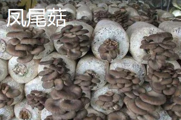 凤尾菇的栽培技术，菌种的菌龄最好在20-25天