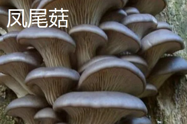 凤尾菇的栽培技术，菌种的菌龄最好在20-25天