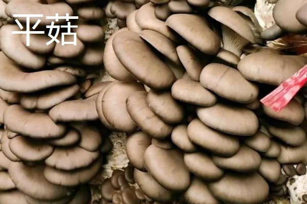 凤尾菇的栽培技术，菌种的菌龄最好在20-25天