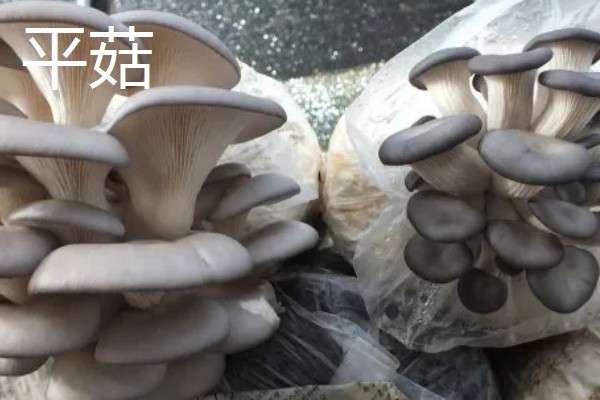 凤尾菇的栽培技术，菌种的菌龄最好在20-25天