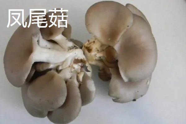 凤尾菇的栽培技术，菌种的菌龄最好在20-25天