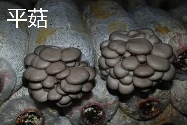 凤尾菇的栽培技术，菌种的菌龄最好在20-25天